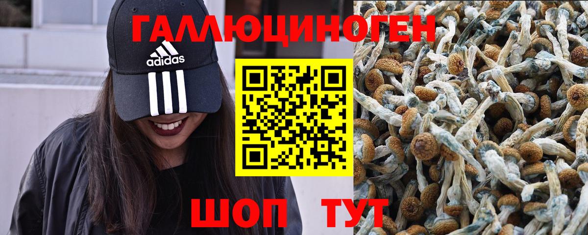 Галлюциногенные грибы MAGIC MUSHROOMS  Псилоцибиновые грибы Psilocybine cubensis  Долгопрудный 